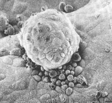 speculative scientific explanation of the Virgin Birth