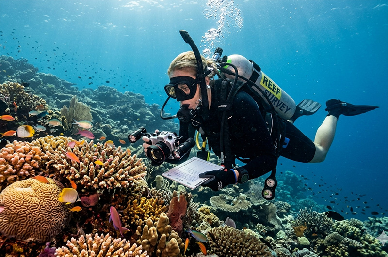 Are we being studied like this scientist studies corals?