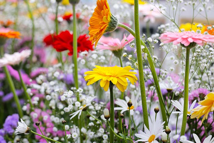 toxic garden plants